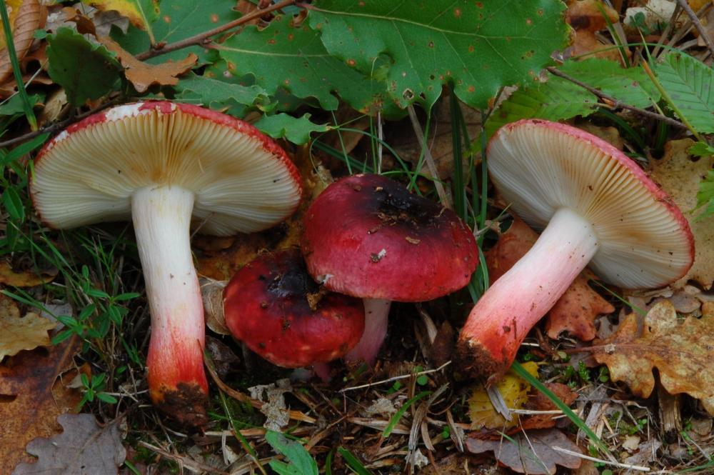 Russula graveolens 6800 03.JPG