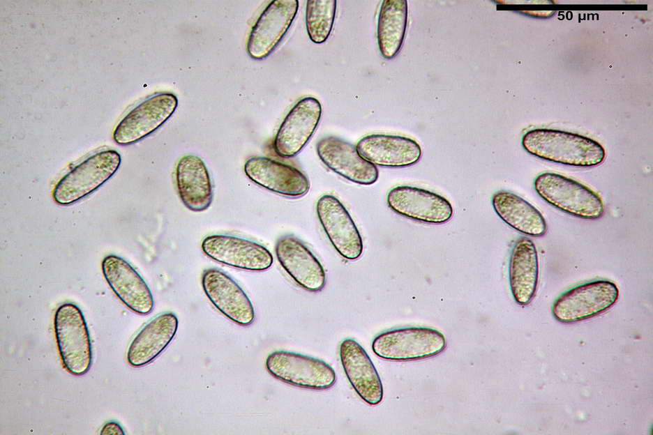 urnula pouchetii 4829 18.jpg