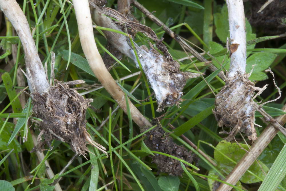 psilocybe semilanceata 4872 03.jpg