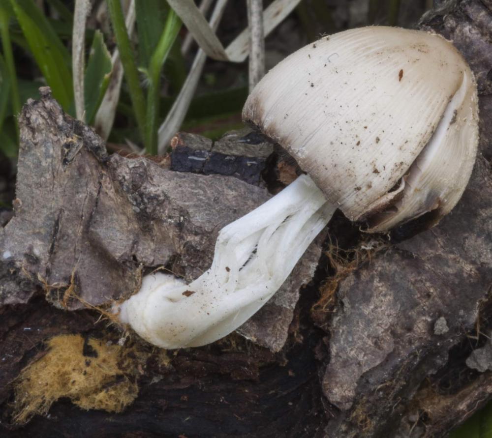 coprinellus ellisii 04.jpg