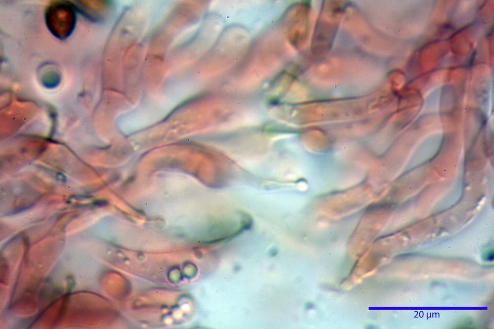 Phaeocollybia lugubris 6657 45.jpg
