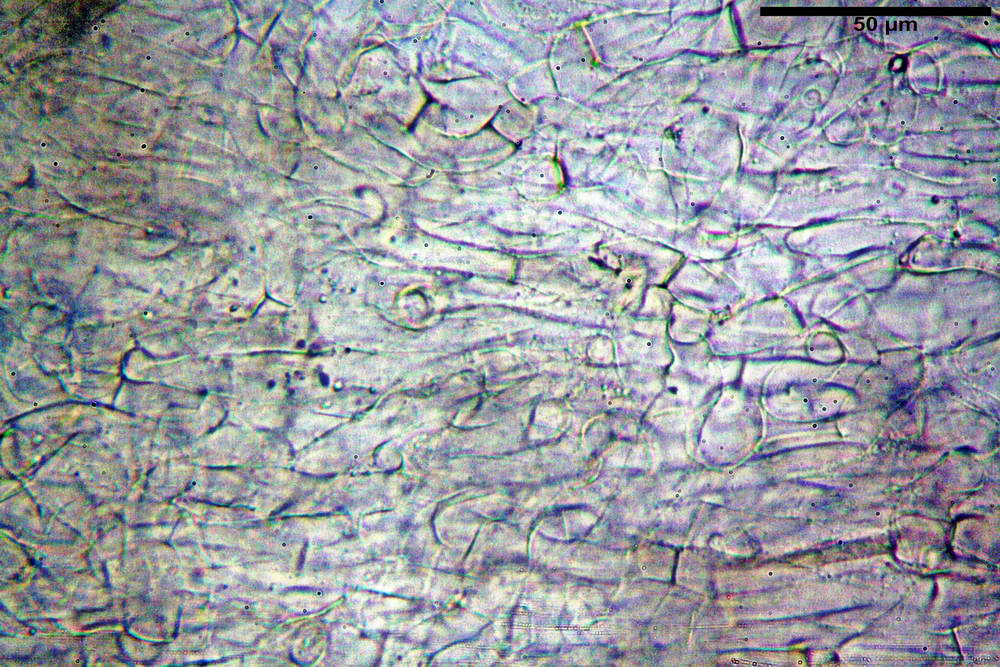 plicaria endocarpoides 5034 23.jpg