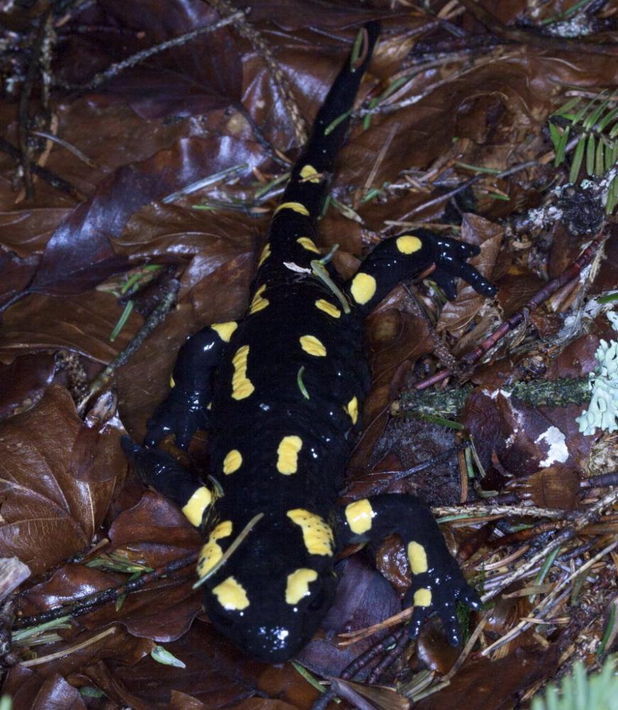 salamandra pezzata 02_resize.jpg