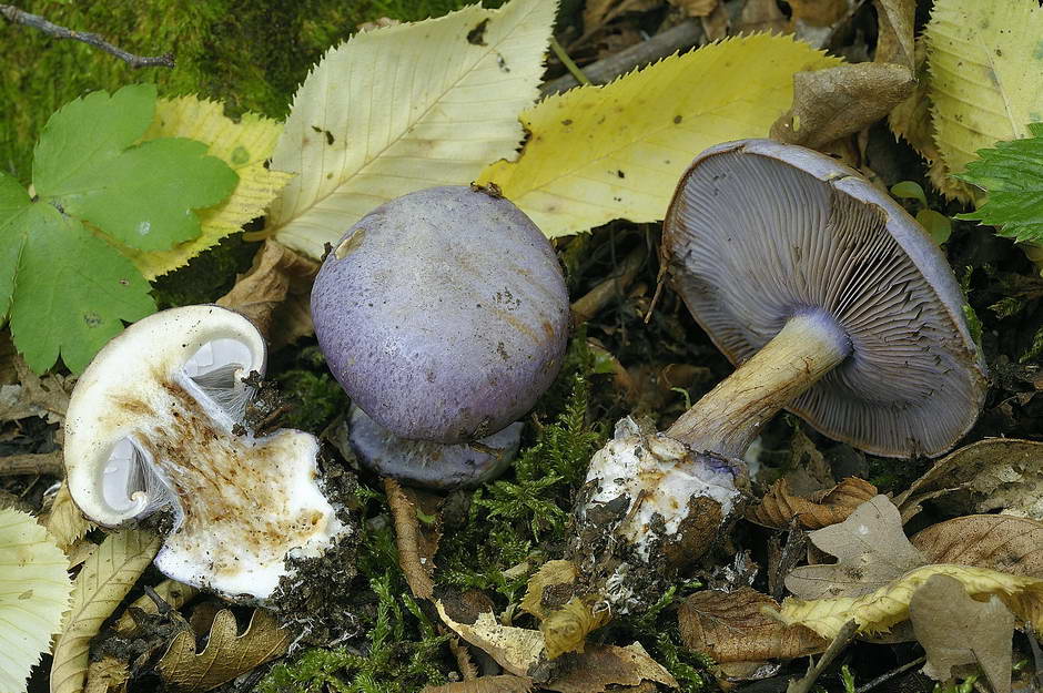 cortinarius sodagnitus var mediocris 4614 02.jpg