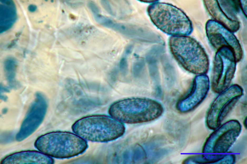 peziza badioides 4670 60.jpg