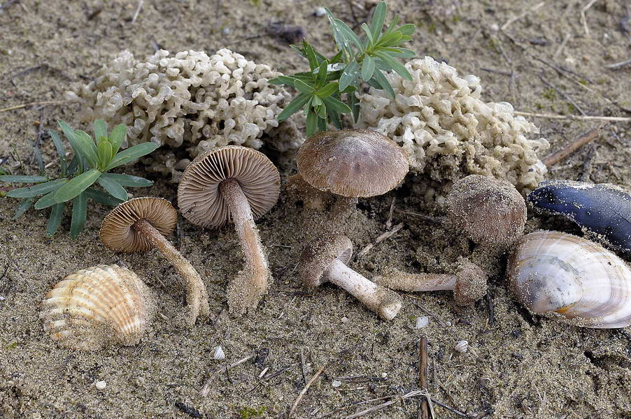 inocybe rufuloides 4620 01.jpg