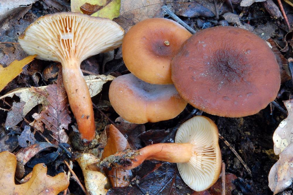 Lactarius serifluus 6525_2.JPG