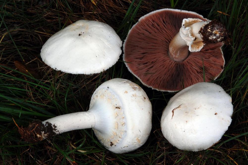 Agaricus arvensis 6530_5.JPG