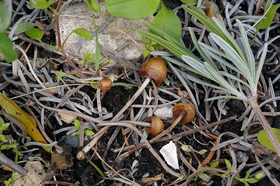 conocybe velutinomarginata 4830 03.jpg