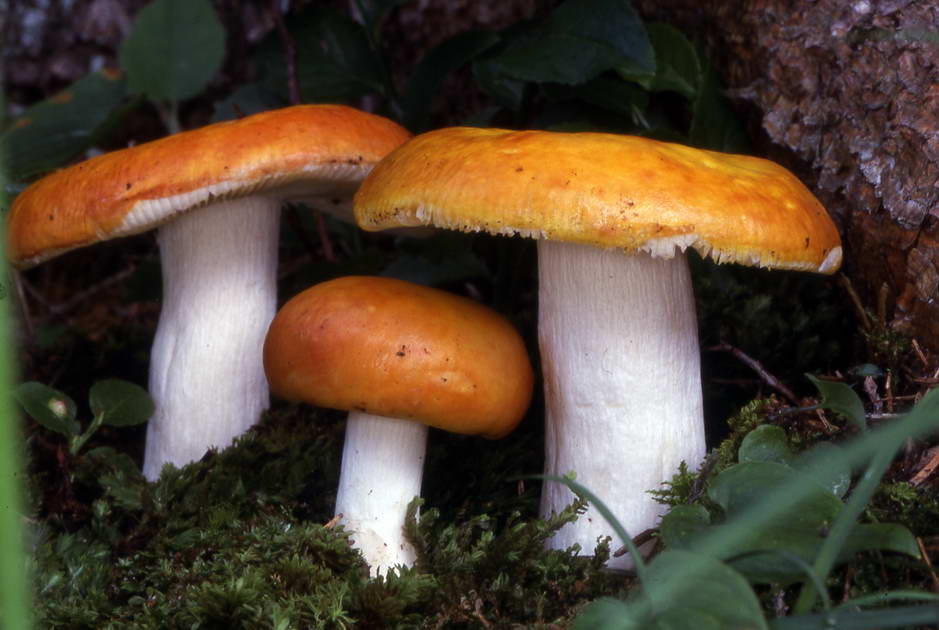 russula aurea 1315 03.jpg