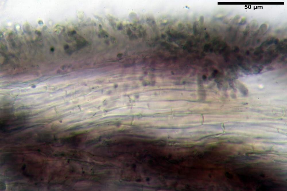 trama lamellare luteo-olivaceum 5800 secco KOH 2%.jpg