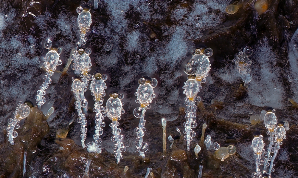 Pilobolus kleinii 9525 04.png