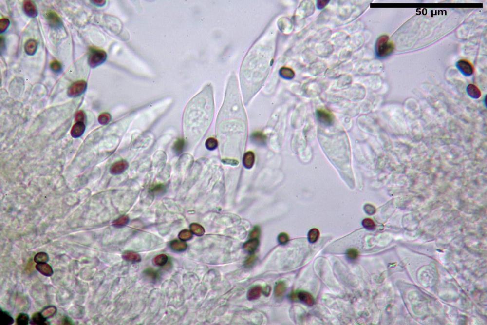 Cyclocybe cilindracea pleurocistidi 01.jpg