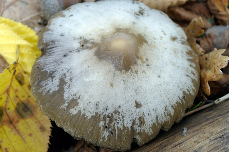 Psathyrella 02.jpg