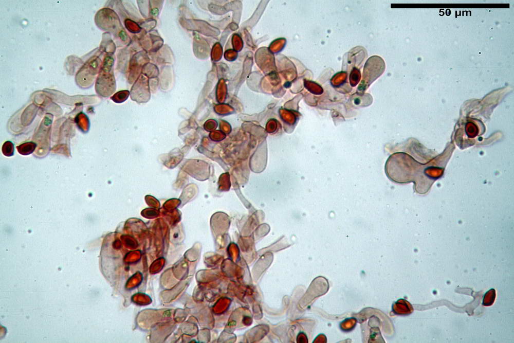 leucoagaricus purpureorimosus 4735 33.jpg