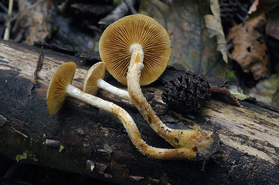 Pholiota conissans 4823 04.jpg