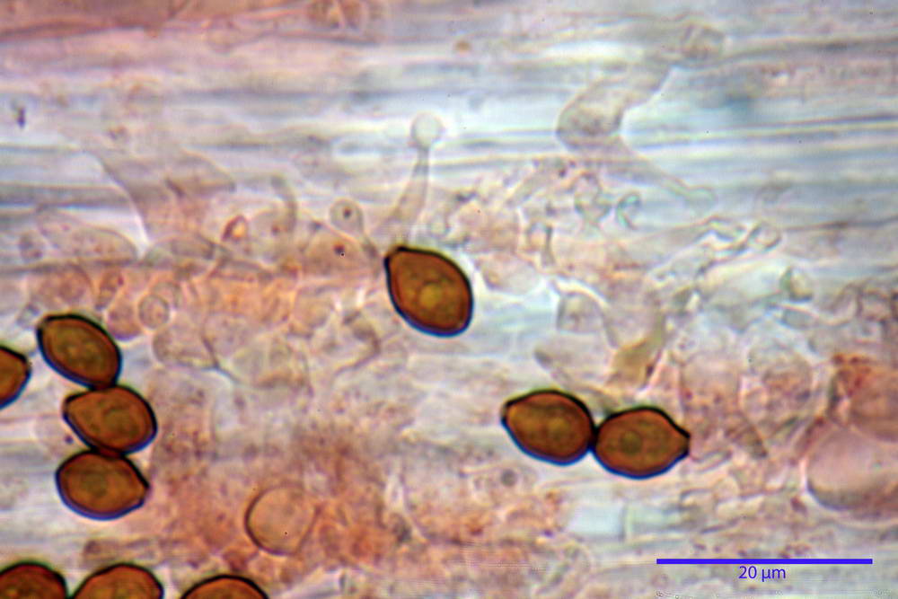 conocybe antipus 4921 32.jpg