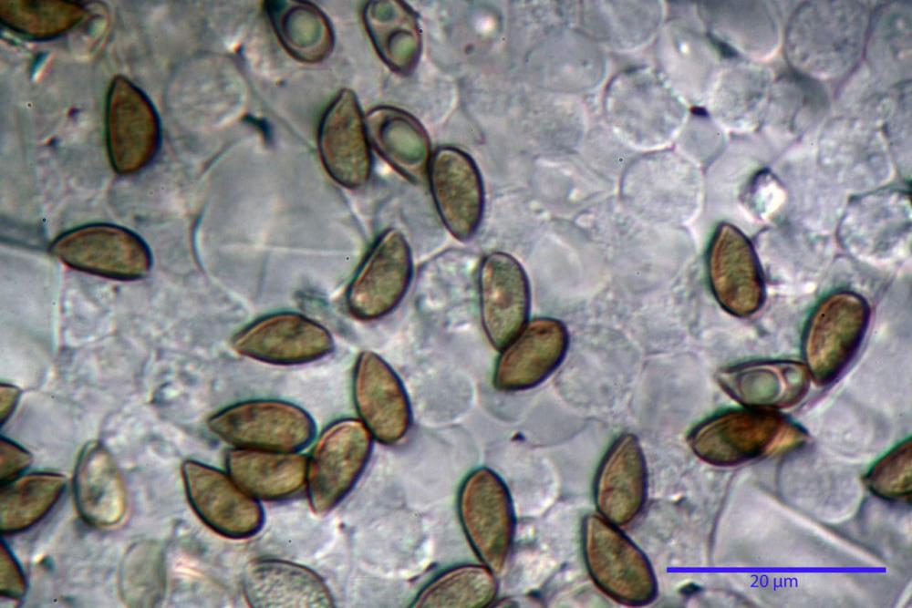 Inocybe phaeodisca var geophylloides 5226 30.jpg
