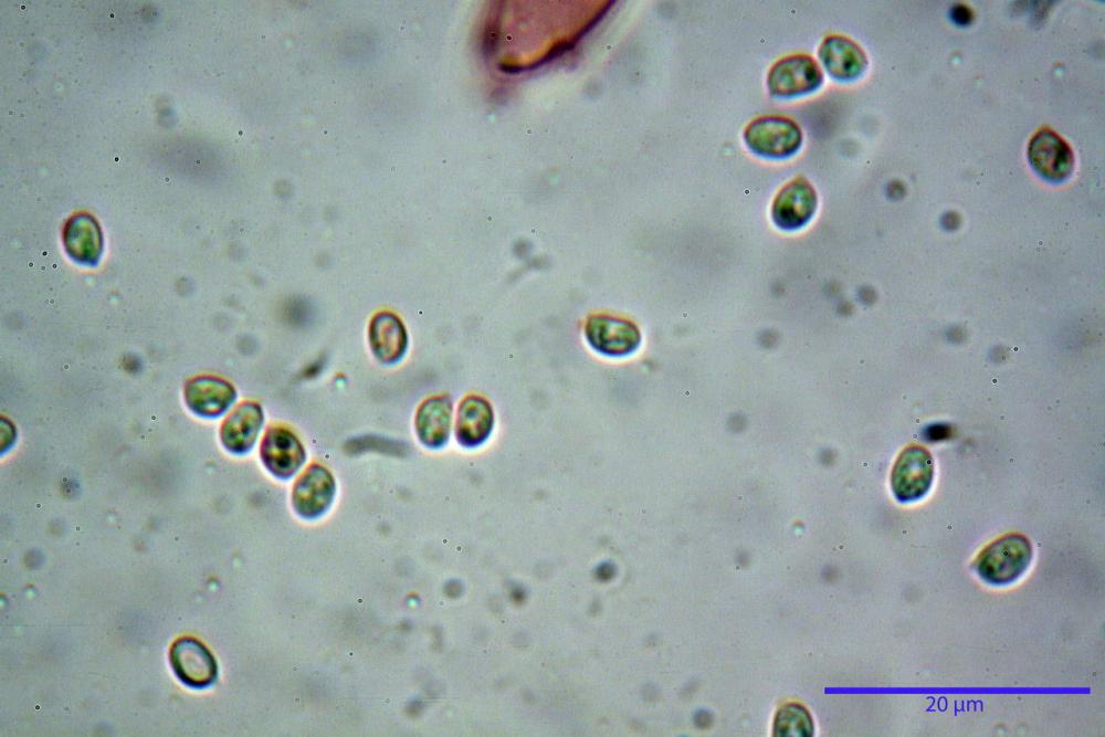 Cystodermella cinnabarina 28.JPG