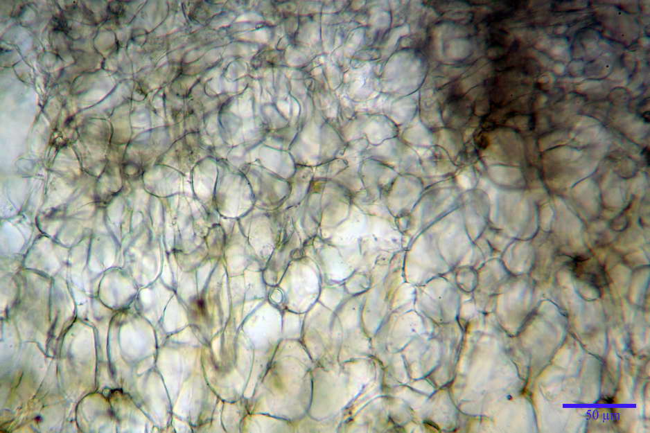 peziza badioides 4670 18.jpg