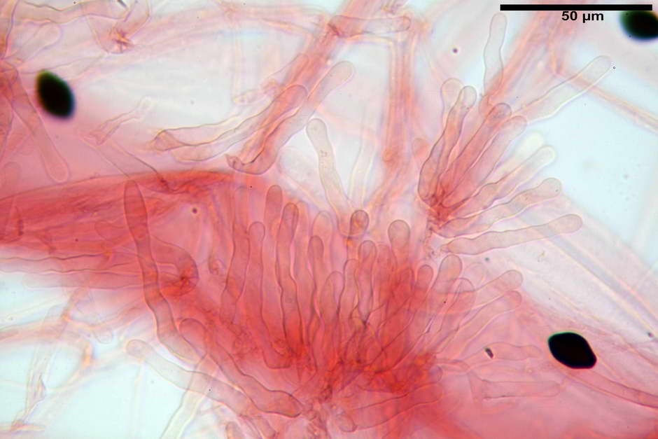 panaeolus papilionaceus var papilionaceus 4682 docx 63.jpg