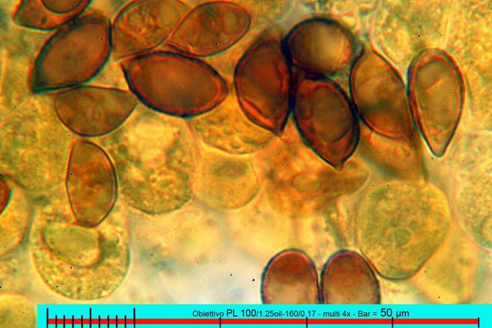 hebeloma sacchariolens spore Melzer 03.jpg