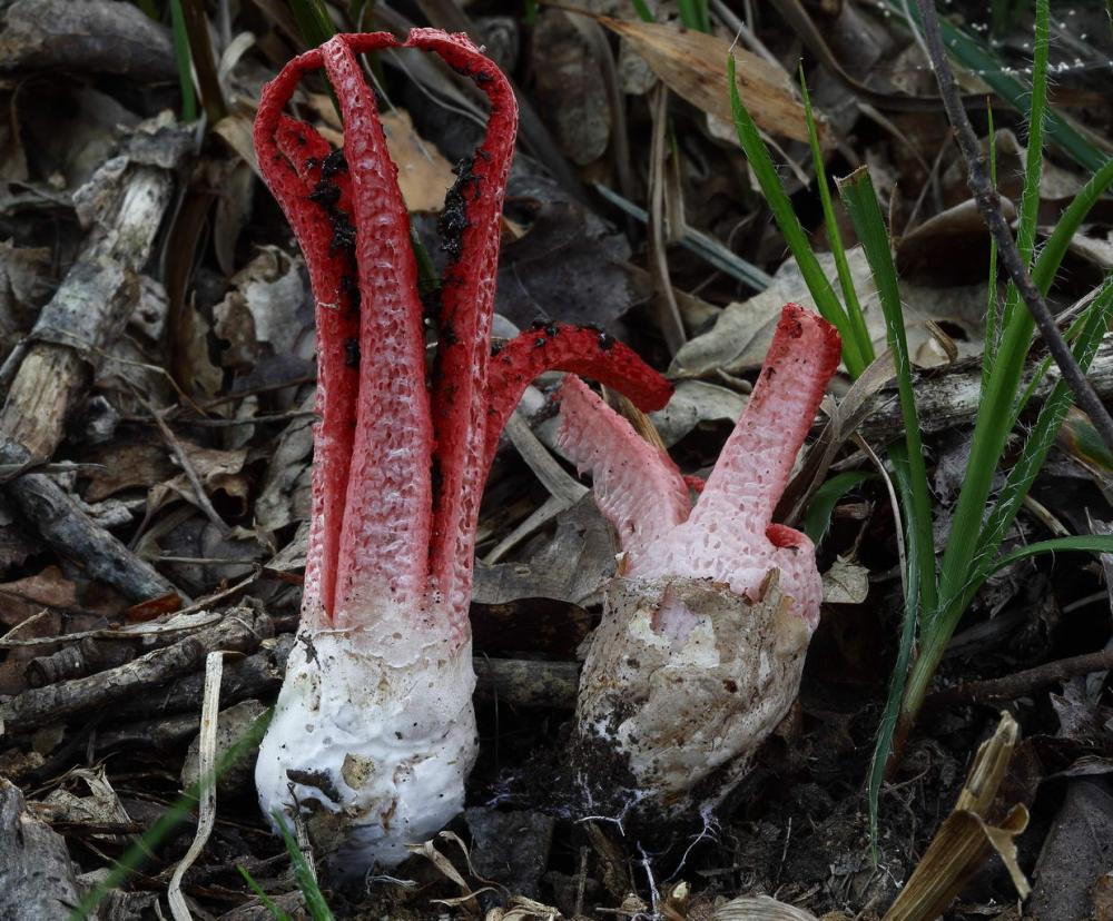 Clathrus archerii 2.JPG