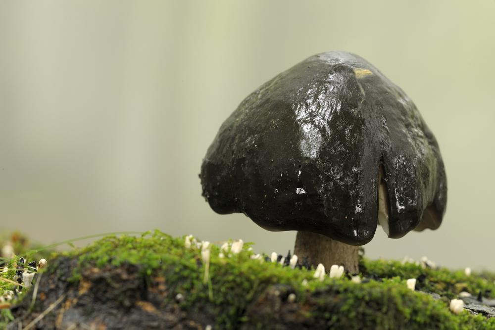 Pluteus rangifer 6112 02.jpg