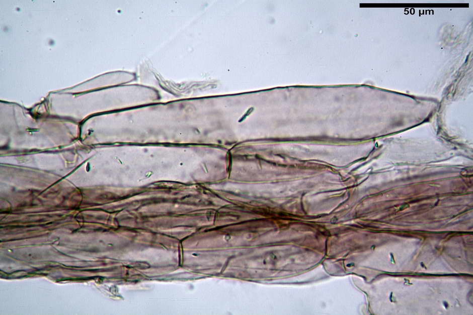 coprinus 02.jpg