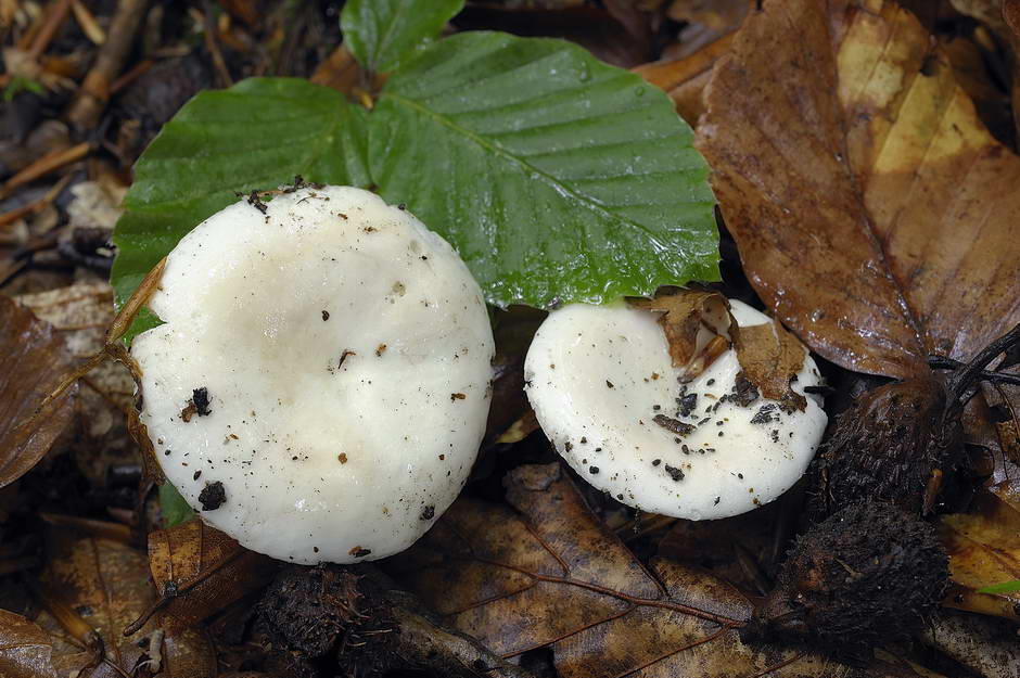 Russula 02.jpg