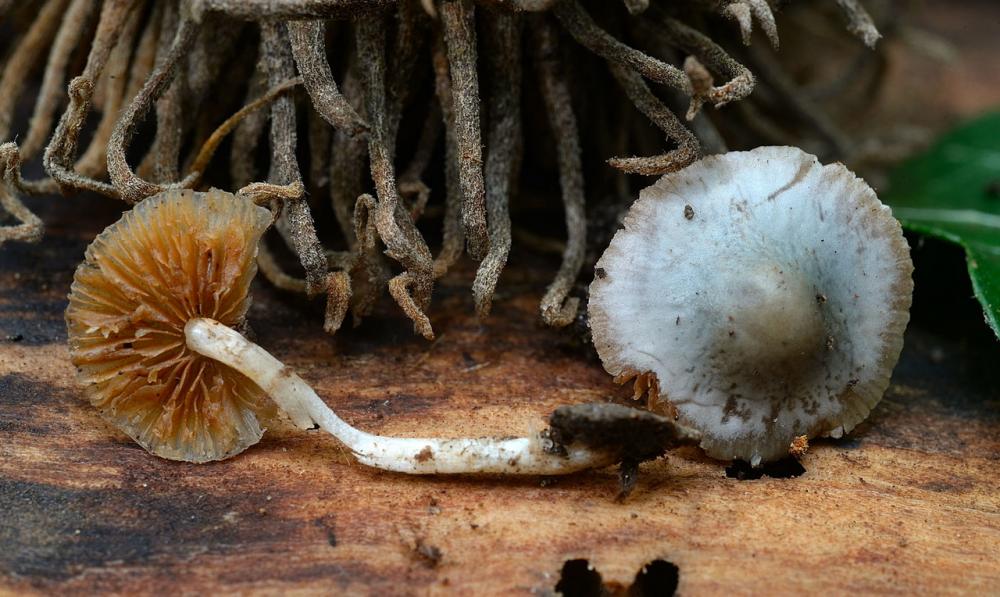 pholiotina aesuginosa 01_ridimensiona.jpg