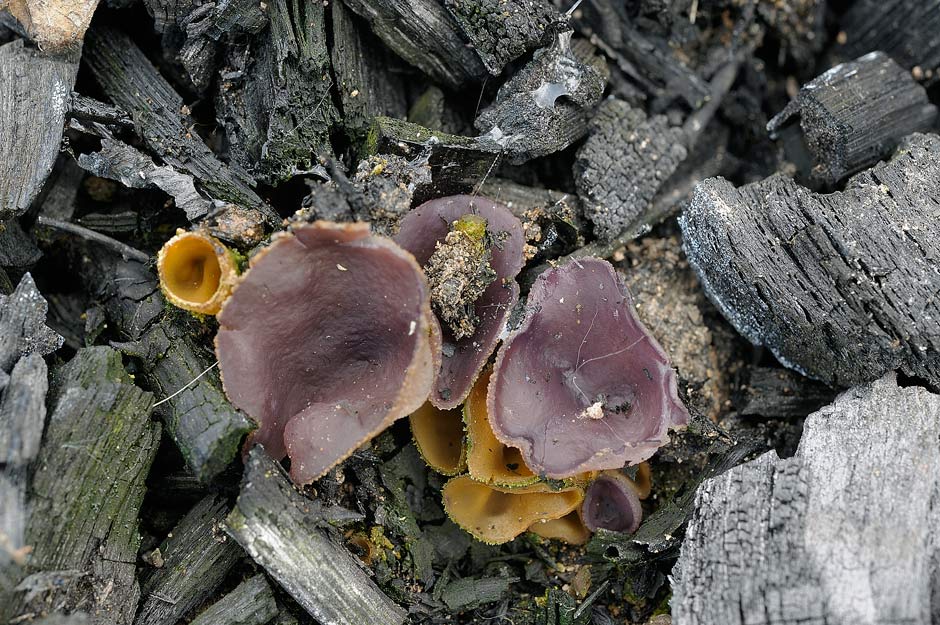 peziza subviolacea 4827 02.jpg