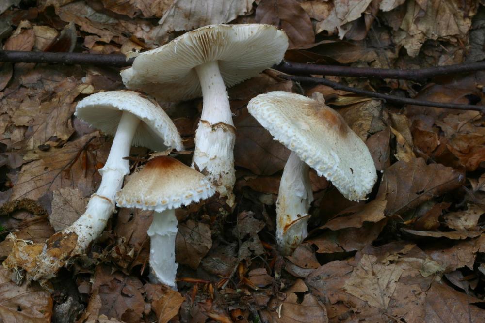lepiota ignivolvata 2917 02.jpg