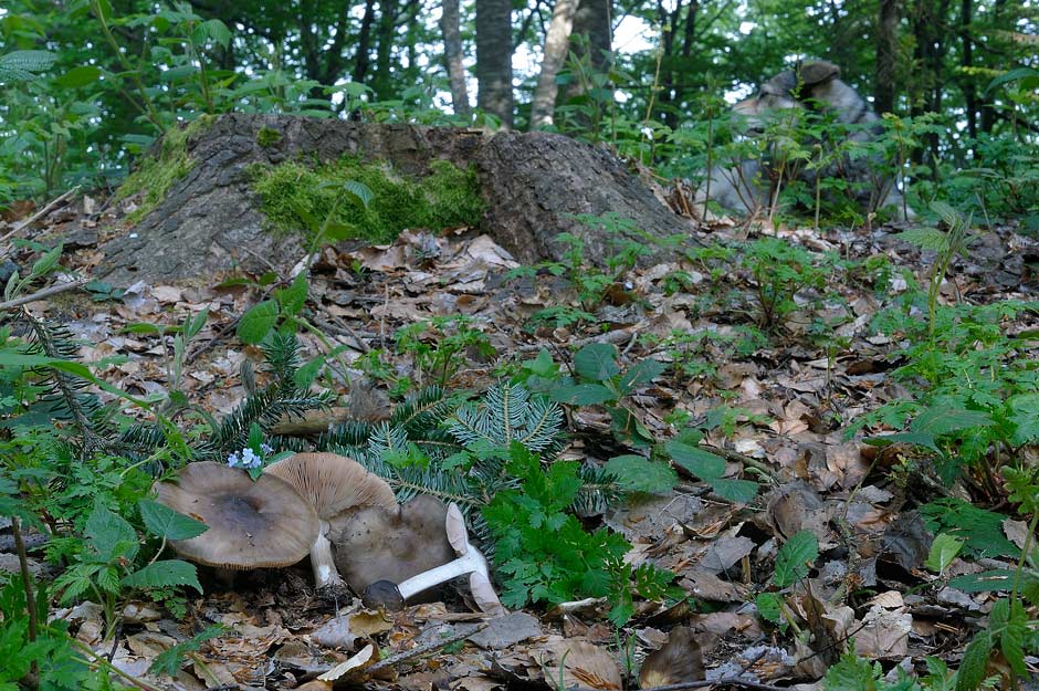 pluteus pouzarianus 4668 02.jpg