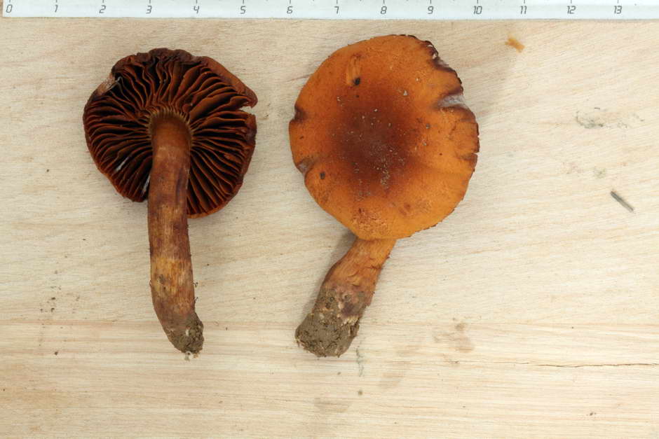 cortinarius orellanus 4761 01.jpg