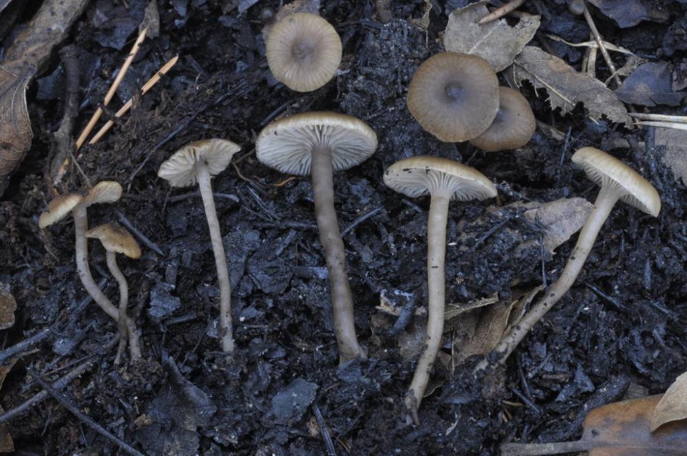Tephrocybe atrata 9169 04.JPG