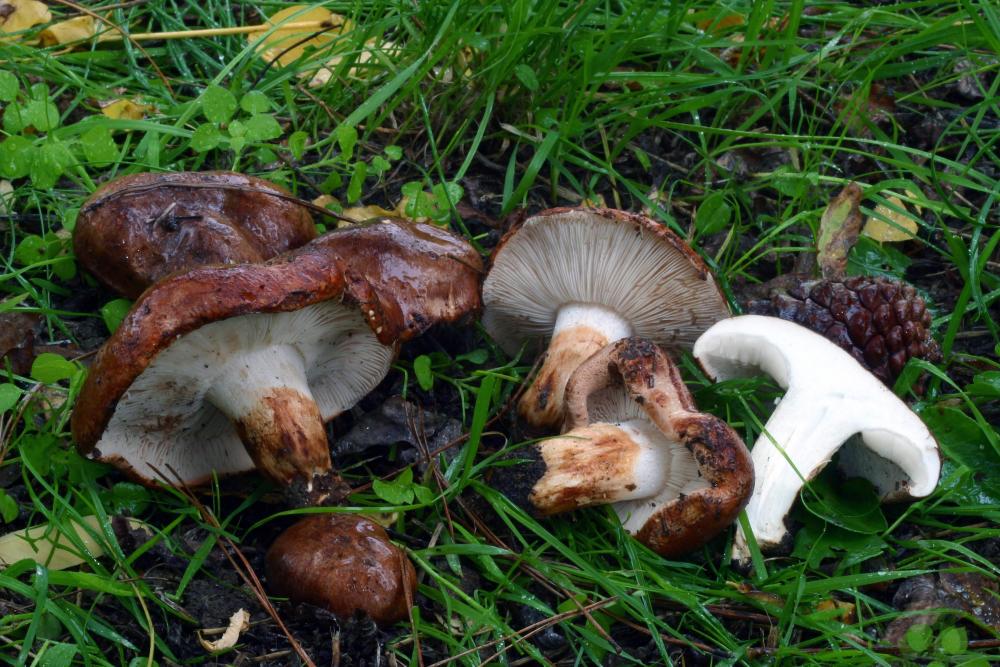 tricholoma fracticum 2952 04.jpg