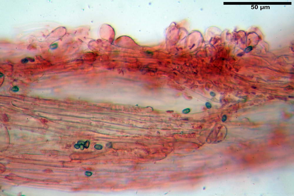 psathyrella hydrophila 51.jpg