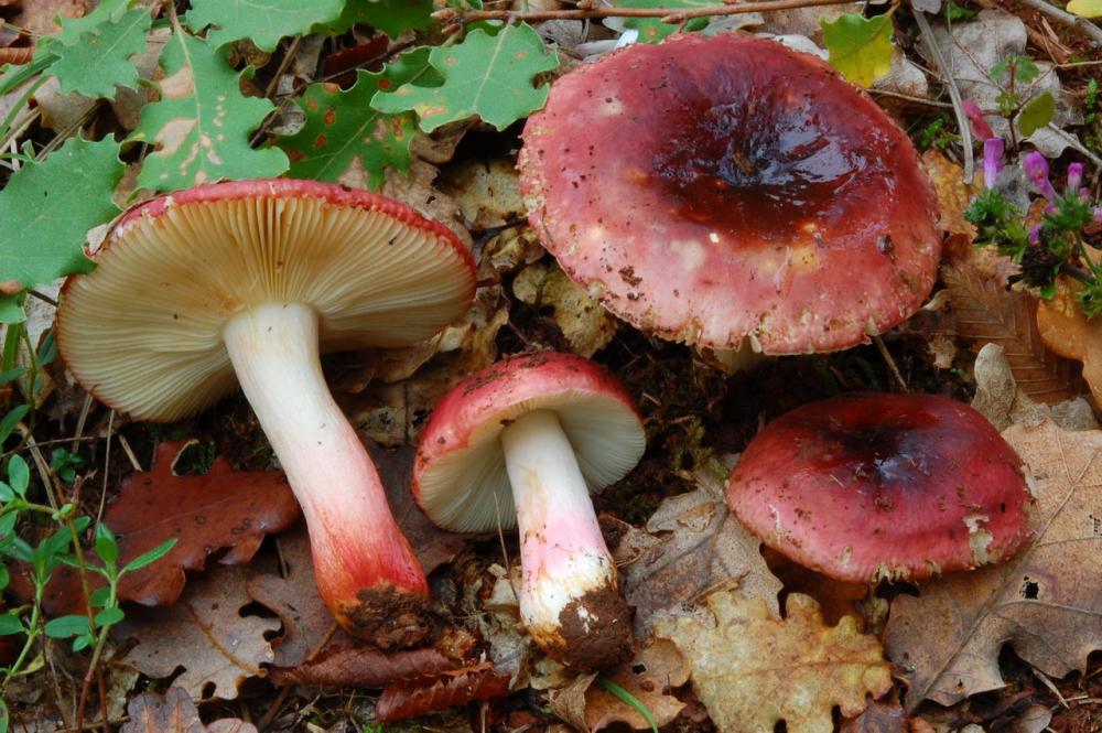 Russula graveolens 6800 05.JPG