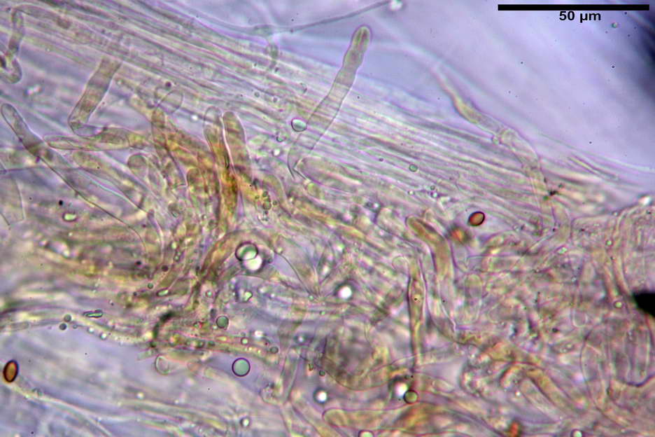 pholiota higlandensis 4837 33.jpg