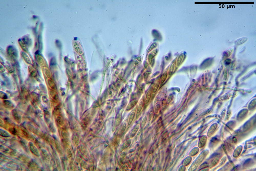 dumontinia tuberosa 5038 34.jpg