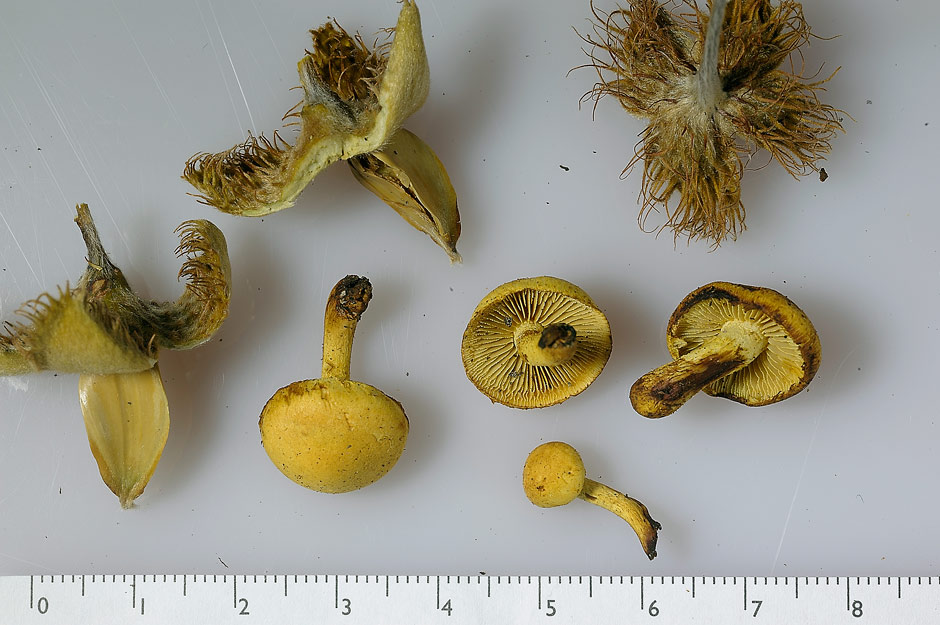 pholiota tuberculosa 4736 04.jpg