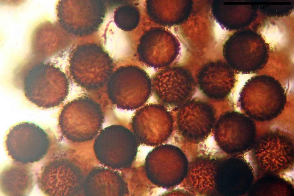 elaphomyces granulatus 4710 14.jpg