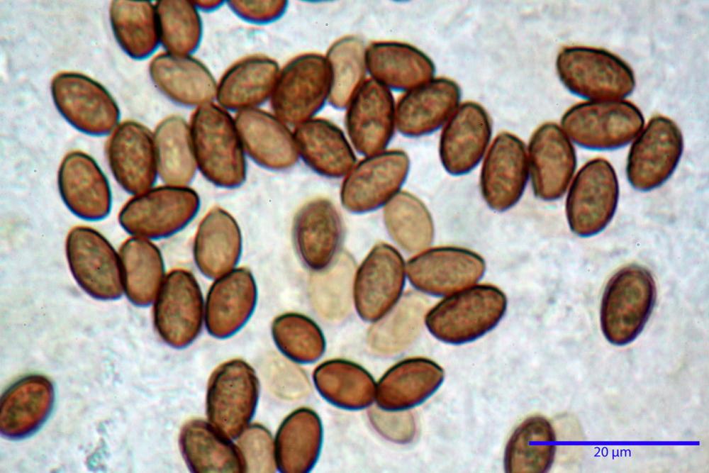 Galerina marginata 5784 40.jpg