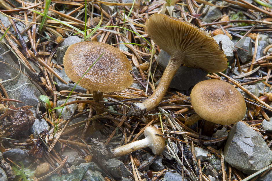 inocybe dulcamara fo peronata 4847 02.jpg