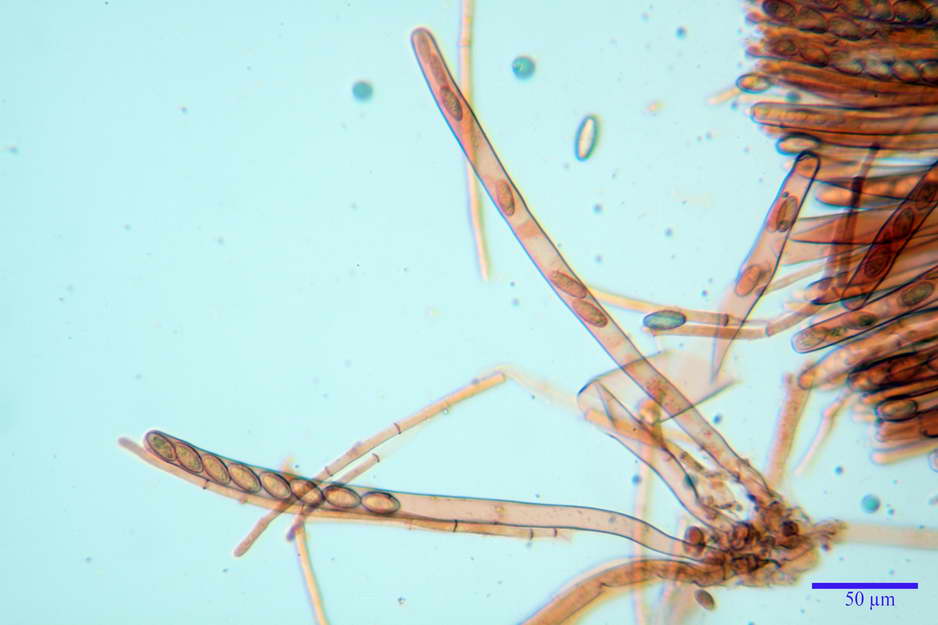 peziza badioides 4670 29.jpg