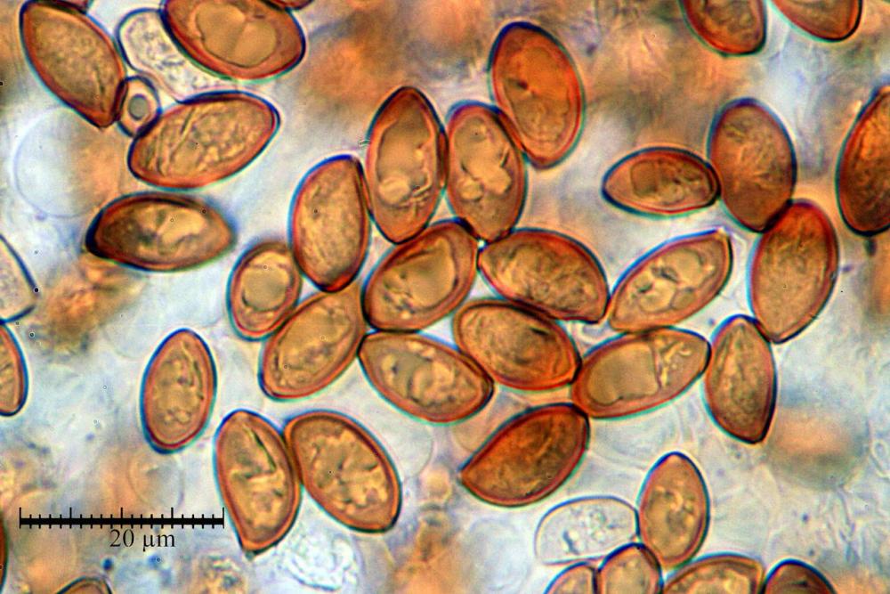 conocybe inocybeoides spore.jpg