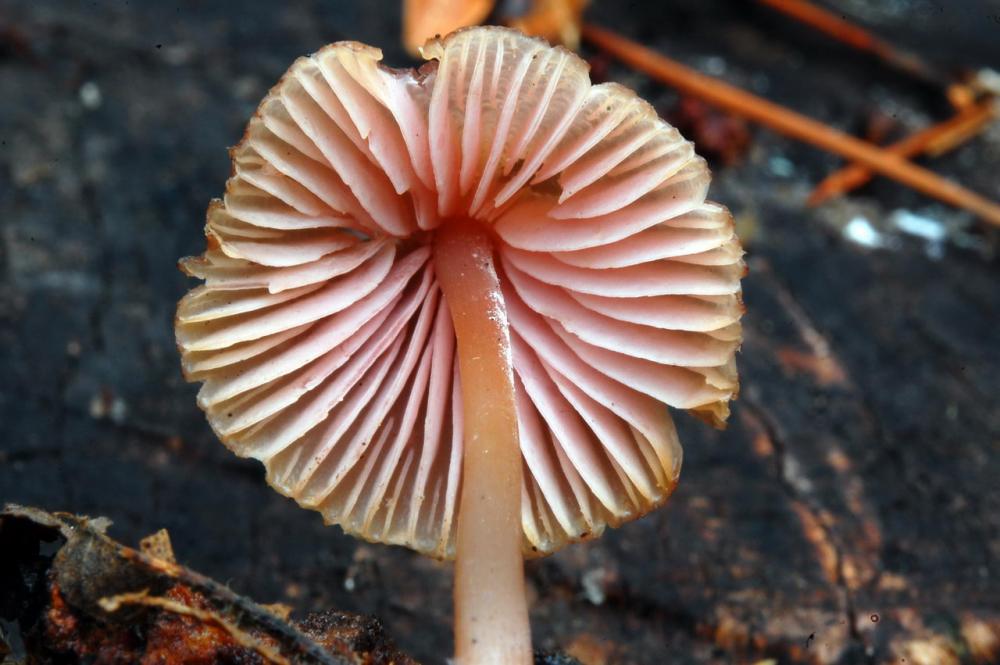 Mycena seynii 6538_3.JPG