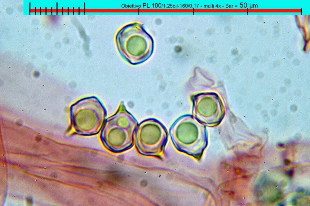 entoloma costatum spore rosso congo 03.jpg