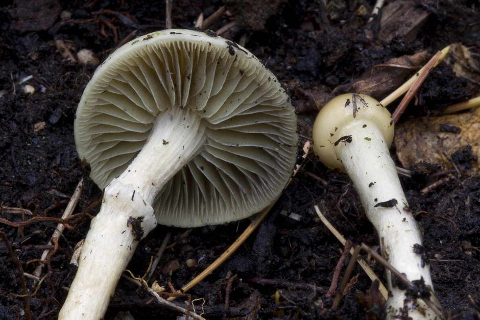 stropharia dorsipora 4679 02.jpg